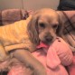 PIOLA y su peluche